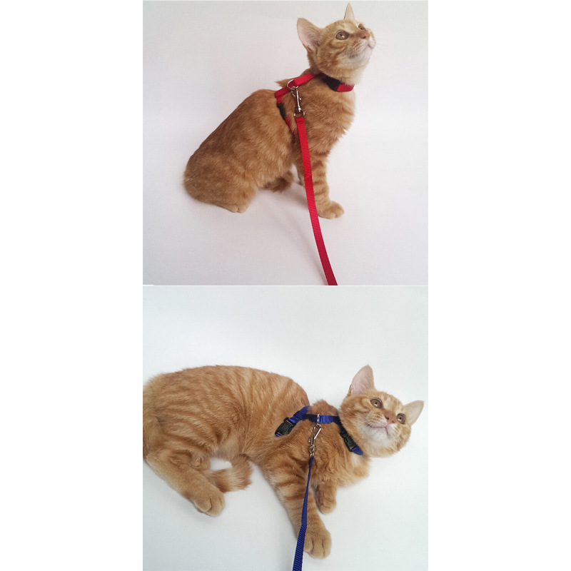Manufacturer wholesale adjustable multi-colors cat harness