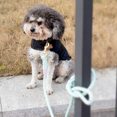 Manufacturer wholesale thick outdoor dog rope leash multi-colors