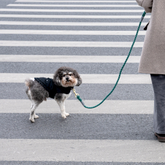 Manufacturer wholesale thick outdoor dog rope leash multi-colors