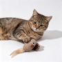 Wholesale Custom Logo Cute Catnip Feather Toys for Cat