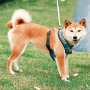 Wholesale Custom Logo Outdoor Pet Dog Retractable Leash