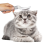 Wholesale Custom Logo Grooming Cat Pet Brush Hair Remover