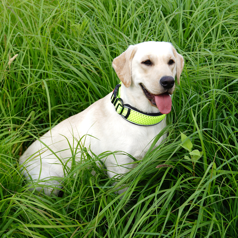 Manufacturer wholesale breathable dog collar with reflective light strip