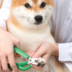 Manufacturer wholesale yellow green battery cat dog nail clippers with led light