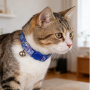 Manufacturer Wholesale Adjustable Blue Cat Collar Custom