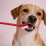 Wholesale Plastic Pet Cat Dog Toothbrush Double-ended