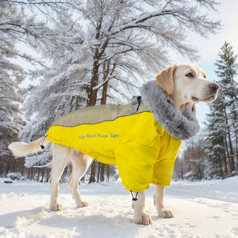 Manufacturer Wholesale Warm Waterproof Dog Coat with Rabbit Fur Collar