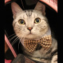 Manufacturer wholesale popular detachable wedding plaid color pet bowtie dog bow tie