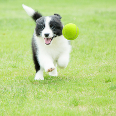 Wholesale Custom Logo Rubber Dog Tennis Balls