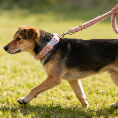 Wholesale Custom Logo Pet Product Supplier Leashes for Dogs