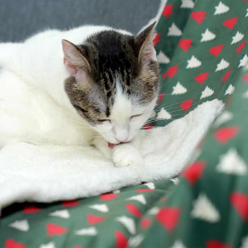 Manufacturer wholesale christmas tree design green dog blanket bed