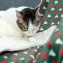 Manufacturer wholesale christmas tree design green dog blanket bed