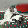 Manufacturer wholesale christmas tree design green dog blanket bed