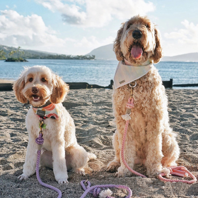 Manufacturer wholesale multi-colors thick rope leashes for pet dog outdoor use