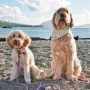 Manufacturer wholesale multi-colors thick rope leashes for pet dog outdoor use