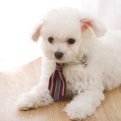 Manufacturer wholesale adjustable cotton pet dog bow tie collar