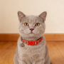 Manufacturer Wholesale Custom Logo Red Orange Adjustable Collars Cats