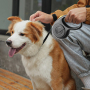 Wholesale 3m Retractable Adjustable Dog Leash
