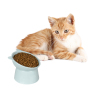 Manufacturer wholesale protect neck pink green blue plastic cat oblique bowl with ear