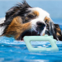 Manufacturer Wholesale Pet Product Chew Tpr Dog Floating Toys