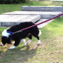 Wholesale Eight-strand Nylon Durable Large Dog Collar and Leash Set