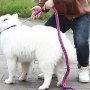Wholesale Eight-strand Nylon Durable Large Dog Collar and Leash Set