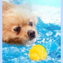 Manufacturer wholesale summer chewing dog cooling toys