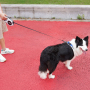 Manufacturer wholesale custom logo reflective dog retractable leash with LED light chargeable