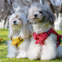 Wholesale Custom Logo Breathable Pet Harness
