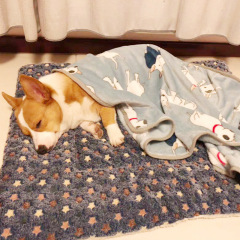 Manufacturer wholesale multi-design soft plush dog blanket