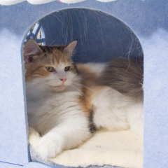 Manufacturer wholesale felt cloth warm foldable detachable indoor luxury comfortable pet dog cat house