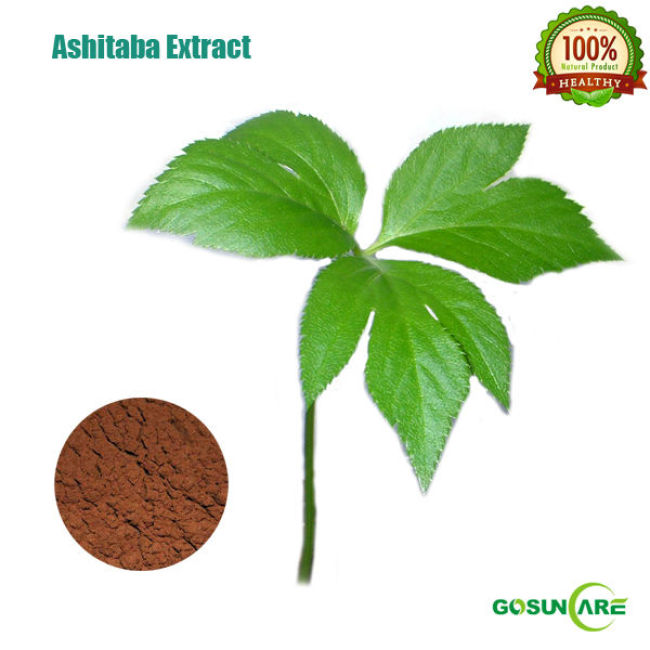 Natural 5:1 Ashitaba Extract Powder/Ashitaba P.E.