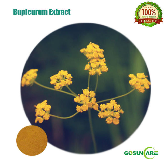 Natural Bupleurum P.E/Bupleurum Extract