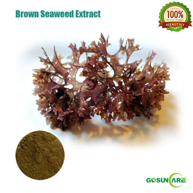 Soluble Brown Seaweed Powder brown seaweed extract