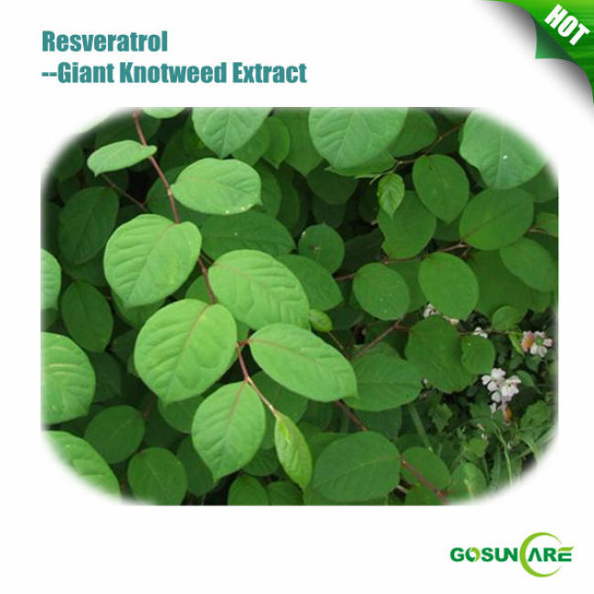 Nutural Resveratrol 98% from Giant Knotweed Extract