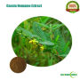Soluble Cassia Nomame Extract