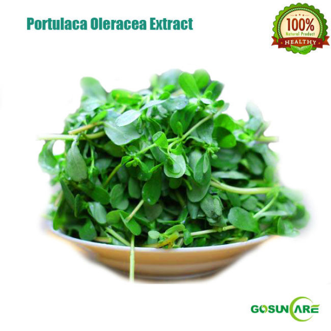 100% Natural 5:1Portulaca Oleracea P.E/Portulaca Oleracea Extract