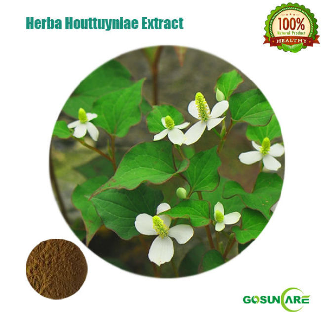 Natural Herba Houttuyniae p.e. / Herba Houttuyniae extract powder