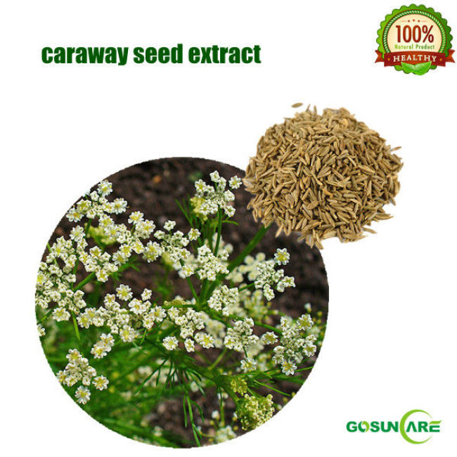100% Natural Caraway Seed Extract 10:1