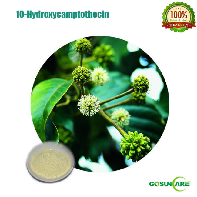 10-Hydroxycamptothecin 98% from Camptotheca acuminata Decne