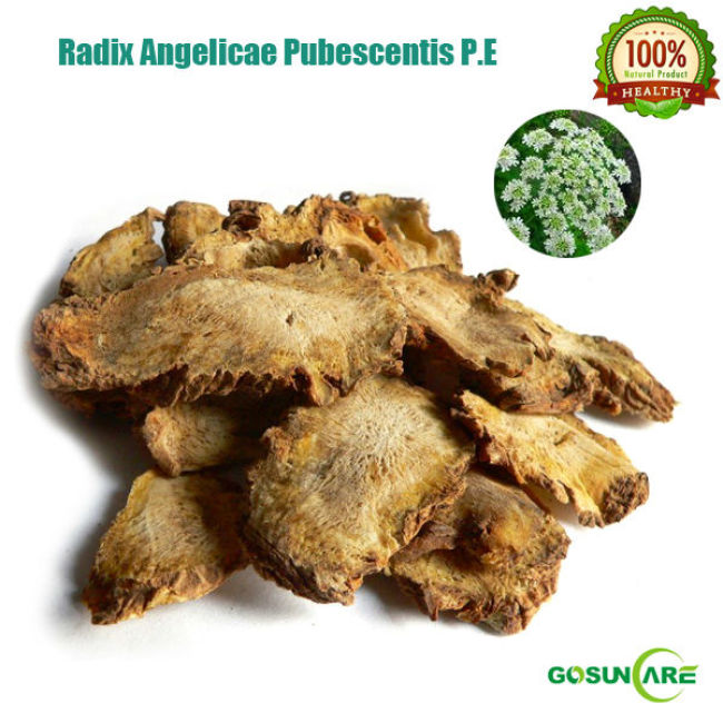 100% Natural Radix Angelicae Pubescentis P.E