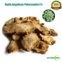 100% Natural Radix Angelicae Pubescentis P.E