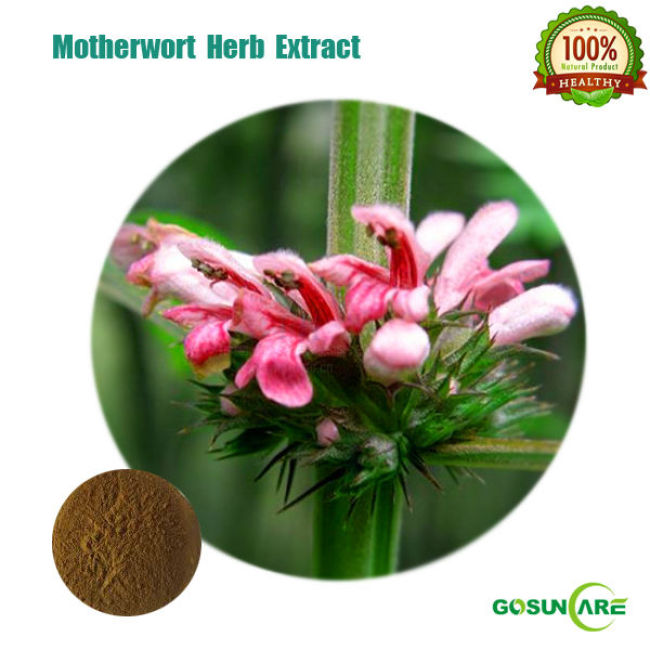 Natural Motherwort Herb P.E. / Motherwort Herb Extract Powder