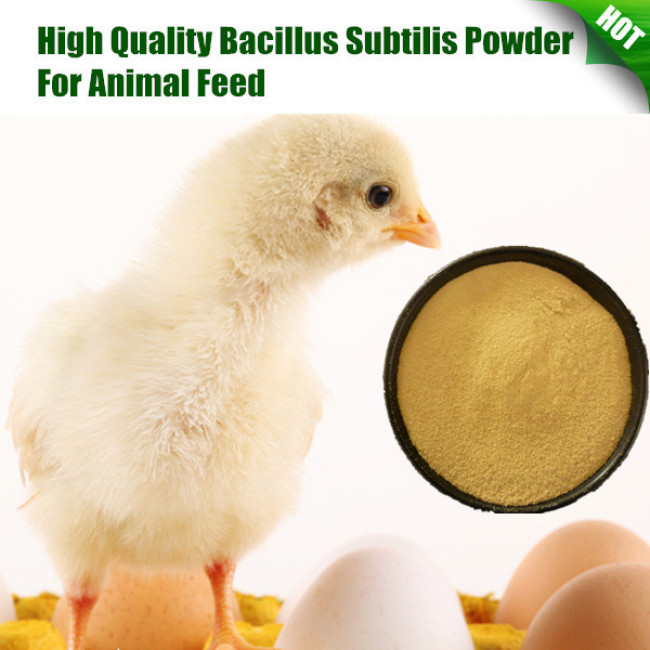 High Quality Bacillus Subtilis Powder For Animal Feed