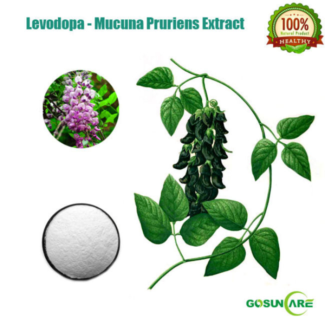 Natural Levodopa / Mucuna Pruriens Extract