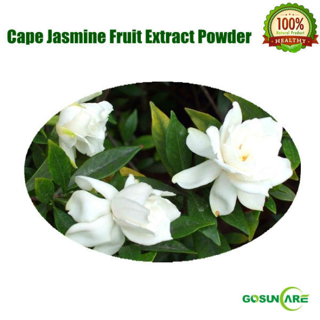 100% Natural Cape Jasmine Fruit Extract Powder 10:1