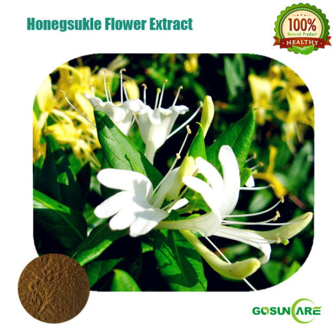 Honegsukle Flower P.E. / Honegsukle Flower Extract Powder