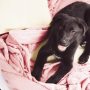 High-end supply Super Soft Coral Fleece Blanket Flannel for Sofa Blankets Fall Winter Sheet Cozy#