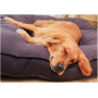 Super Soft Pet Bed New design best selling eco friendly dog bed pet cushion