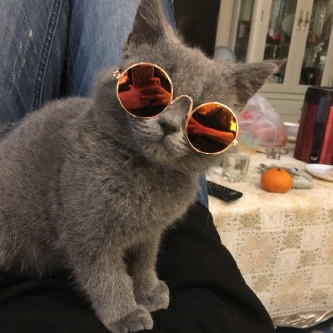 Pet glasses cat sunglasses dog sunglasses Teddy funny headdress pet accessories